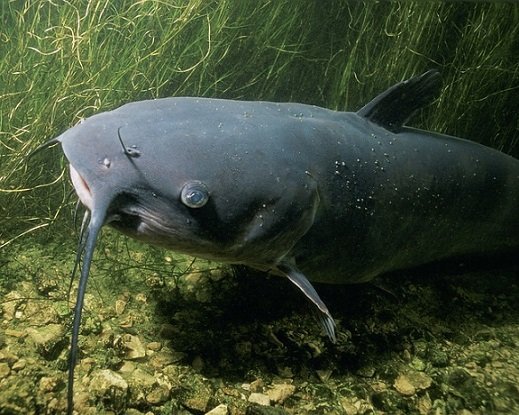 Foto Pescegatto