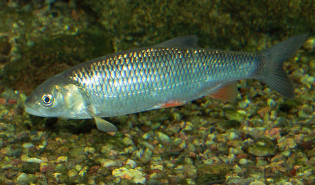 Foto Cavedano