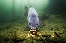 Foto Carpa Argentata (Asiatica-Temolo Russo)