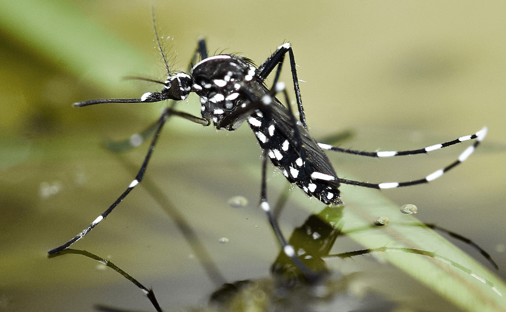 Foto Zanzara