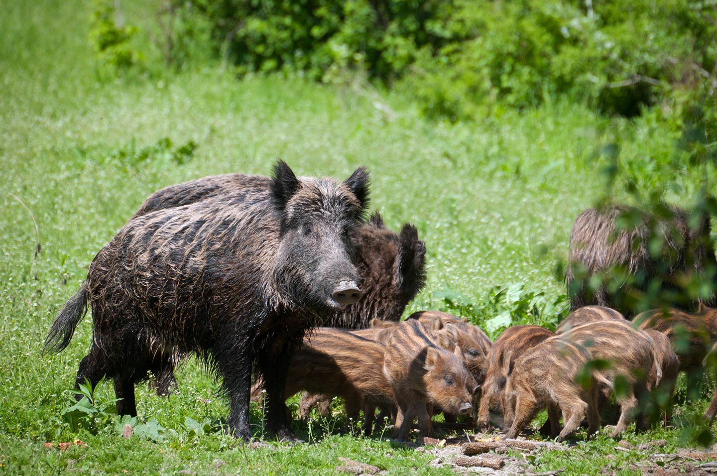 Foto Cinghiale