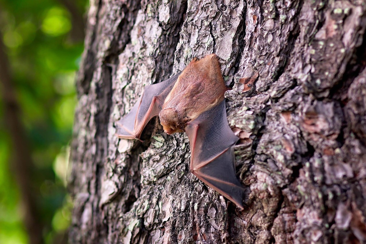 Foto Pipistrello (Generico)