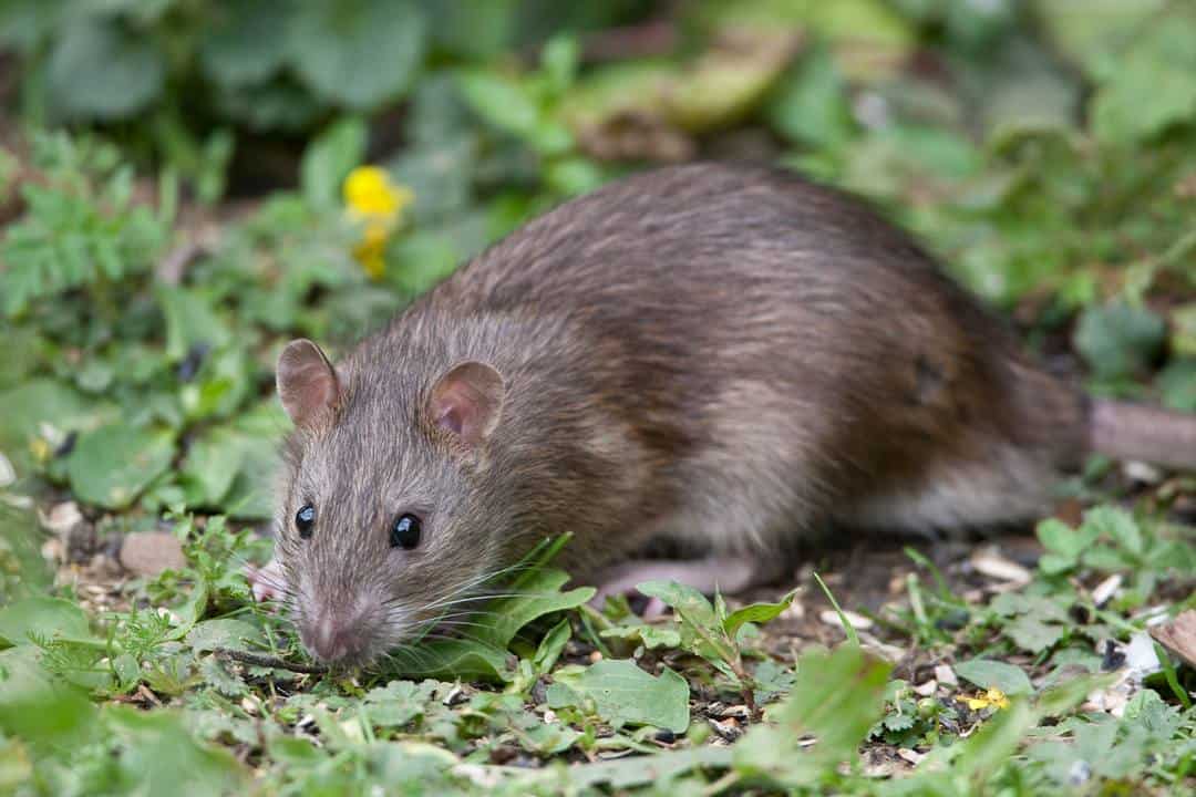 Foto Ratto delle Chiaviche