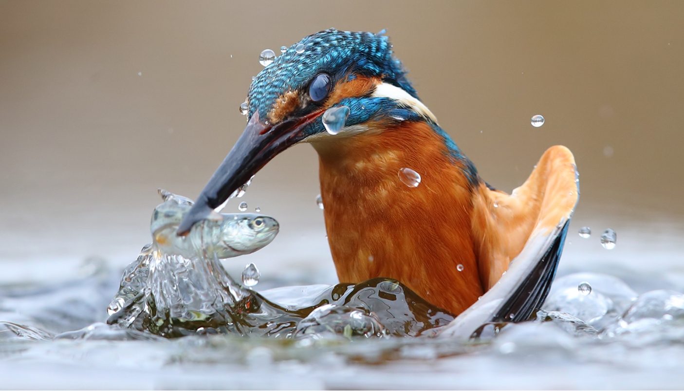 Foto Martin Pescatore